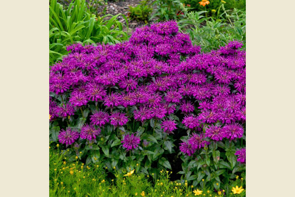 Grape Gumball Beebalm